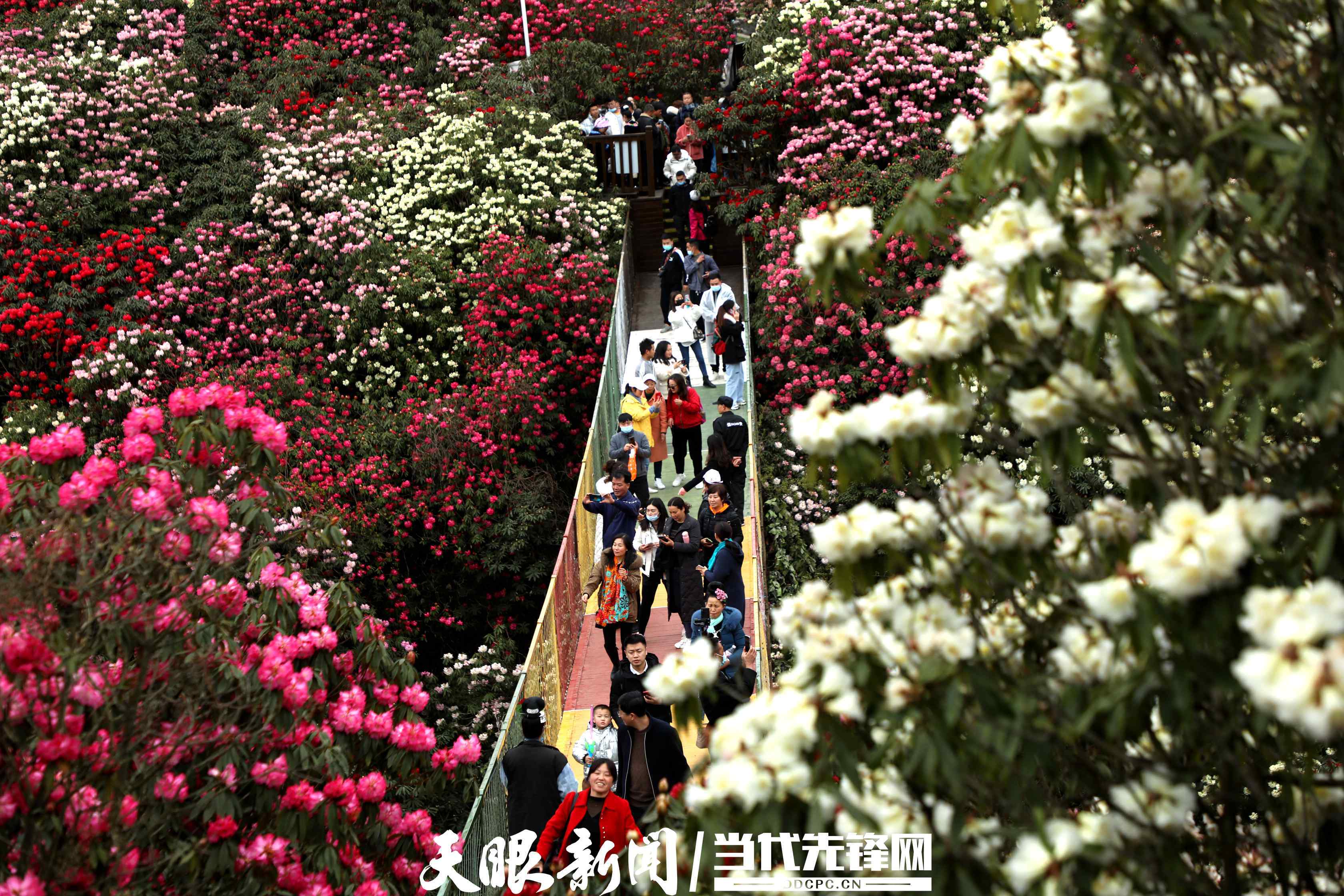 焦点 第63页