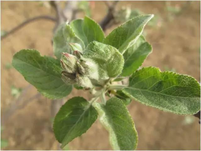 苹果树最新促花技术，科技与生态的完美结合